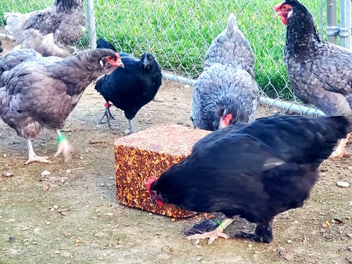 Dozen Fresh & Fertile Chicken Hatching Eggs - Possible Lavender Orpington