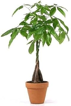 5 Money Tree Plants Braided into 1 Tree -Pachira-4" Clay Pot for Better Growth Between 10-12 inches Tall
