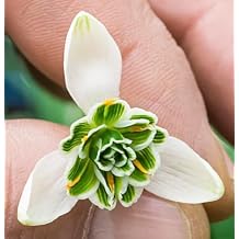 5 Double Snowdrops Bulbs - Top Size - Earliest Spring Blooms Thrive in Shade and Partial Sun - A Rare and Potected Specie in Holland