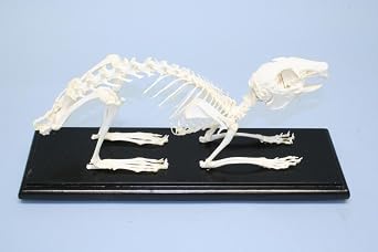 C & A Scientific - Premiere 51004 Real Rabbit Skeleton