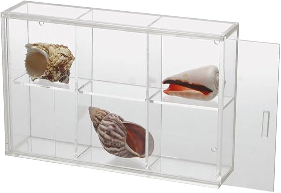 Seashell Display Case - Small 6 Compartments