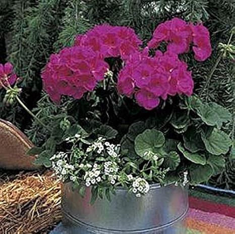Geranium Zonal Maverick Series Violet Plant Seeds - 10 Seeds per Pack - Large Flower Heads - Easy to Grow
