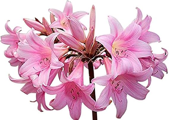 Naked Ladies Amaryllis Belladonna Bulbs 3 Bulbs for Planting, 1624" Tall Elegant Indoor & Outdoor Plant Ideal for Seasonal Decor Low-Maintenance Amaryllis Bulbs (Not in Wax)