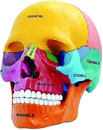 TDOU Human Anatomical Models Didactic Exploded Skull Model Explanation Model 4D Vision