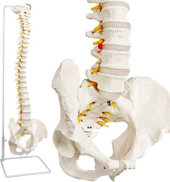 New-Horizon Scientific Spinal Cord Model,Skeleton Model -34" Life Size Spinal Column Model with Vertebrae, Nerves, Arteries, Lumbar Column, and Male Pelvis, Includes Stand (Good After-Sales)