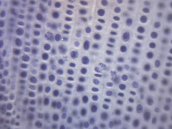 EISCO Onion Mitosis, Prepared Microscope Slide - 75 x 25mm - Plant Mitosis, Introductory Microscopy