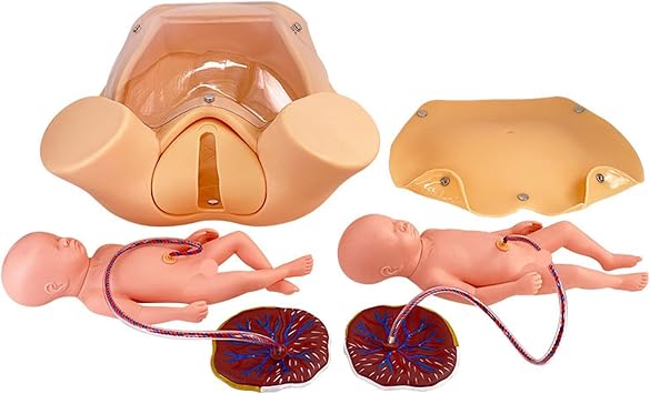 Childbirth Simulator Twin Birth Skills Training Mode, Childbirth Simulator with 2 Fetus,2 Placenta,2 Umbilical Cord Carrying Bag Suitable for Medical Education Training