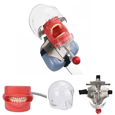 Head Model Dental Simulator Manikin Phantom Teeth Model with Bench Mount on Dental Chair for Education with Strap 360° Adjustment