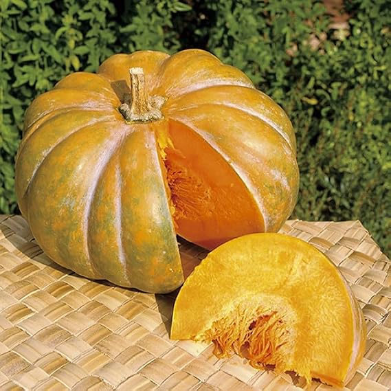 15 Muscade de Provence Squash Seeds – Cucurbita moschata – Large Flat Tan Fruits, Deep Orange Flesh – Winter Squash – Free Plant Tag