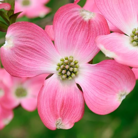 Brighter Blooms Pink Dogwood Tree, 4-5 ft. | No Shipping to AK, AZ, FL, HI