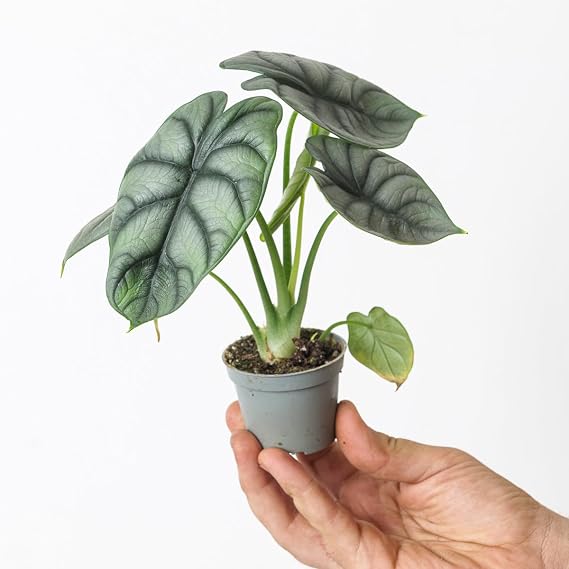 Alocasia 'Silver Dragon' - Rare Houseplant with Stunning Foliage 6cm