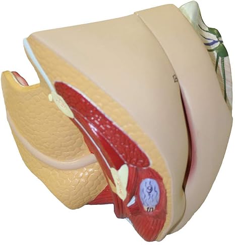 Parco Scientific PB00109 Female Genital Model, Life Size, 4-Parts