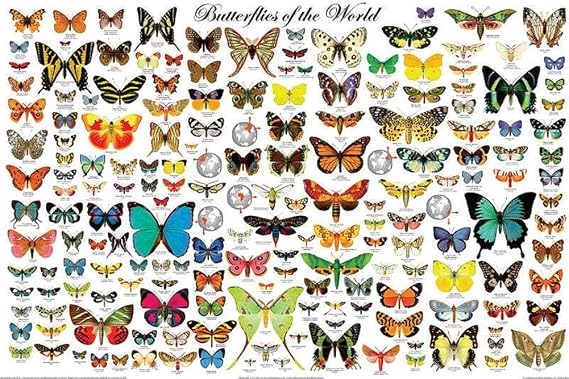 Butterflies of the World Poster, Lepidoptera, 36 x 24