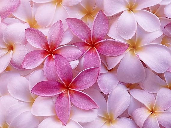 Mixed Hawaiian Plumeria Frangipani Cuttings Red White Yellow Pink 8"-10" Long (Pink)