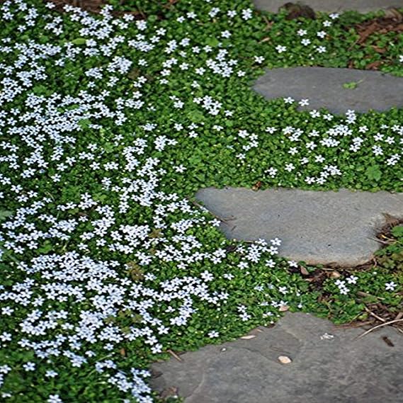 Perennial Farm Marketplace Isotoma fluviatilis (Blue Star Creeper) Groundcover, 1 Quart, Sky Bluish Flowers