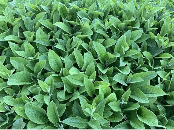 Comfrey Rootlets - Russian Bocking 14 --- 15 Cuttings by Permaculture Plant Store