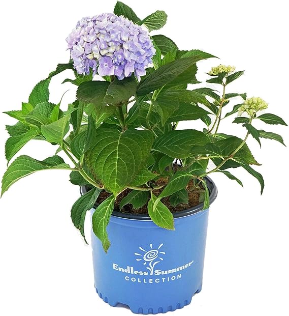 Endless Summer Collection - Hydrangea mac. Endless Summer The Original (Reblooming Hydrangea) Shrub, RB pink or blue, #2 - Size Container