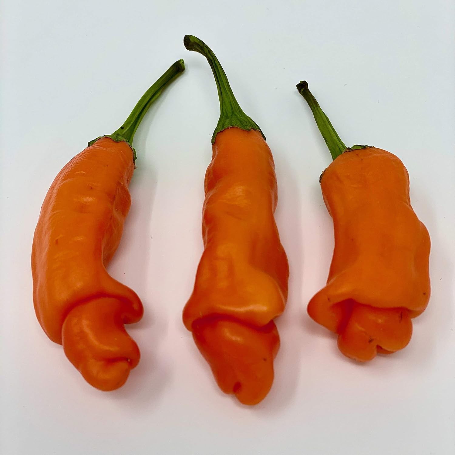 Peter Pepper Seeds (Red)