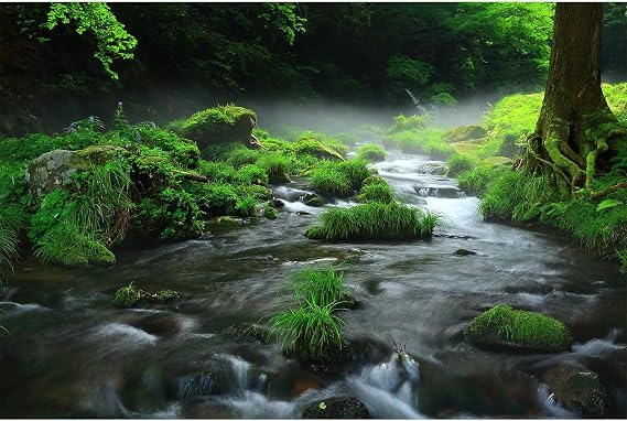 Stream Aquarium Background Aquatic Water Plants Rock Fish Tank Background Lush Green Forest Trees Terrarium Background Misty Foggy Stream Flowing Water Natural Landscape Aquarium Backdrops 48x18in