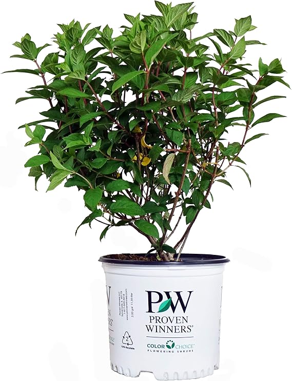 Proven Winners - Hydrangea pan. Fire Light (Panicle Hydrangea) Shrub, white & red flowers, #3 - Size Container