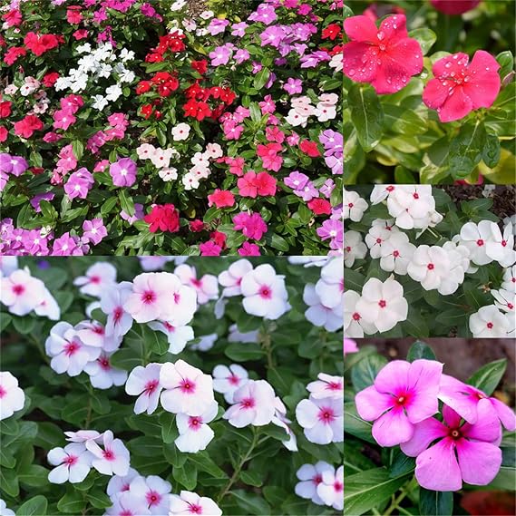 Garden Plant Seed Flower Seed Periwinkle Vinca Rosea Dwarf 100 Mixed Seeds - Catharanthus Roseus